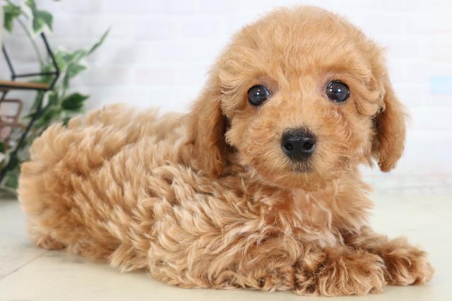 宮崎県のチワプー/プーチー(チワワ×プードル) (Coo&RIKU宮崎店/2026年1月30日生まれ/女の子/アプリコット)の子犬の2枚目の画像