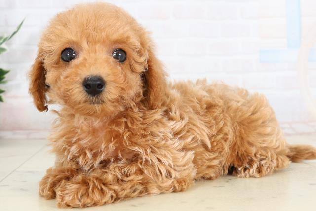 宮崎県のチワプー/プーチー(チワワ×プードル) (Coo&RIKU宮崎店/2026年1月30日生まれ/女の子/アプリコット)の子犬の3枚目の画像