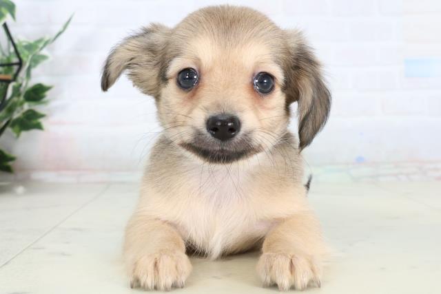 佐賀県のチワックス(チワワ×ダックス) (Coo&RIKU佐賀神埼店/2026年2月10日生まれ/男の子/フォーン)の子犬の1枚目の画像