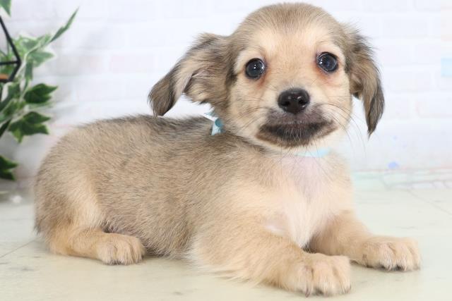 佐賀県のチワックス(チワワ×ダックス) (Coo&RIKU佐賀神埼店/2026年2月10日生まれ/男の子/フォーン)の子犬の2枚目の画像