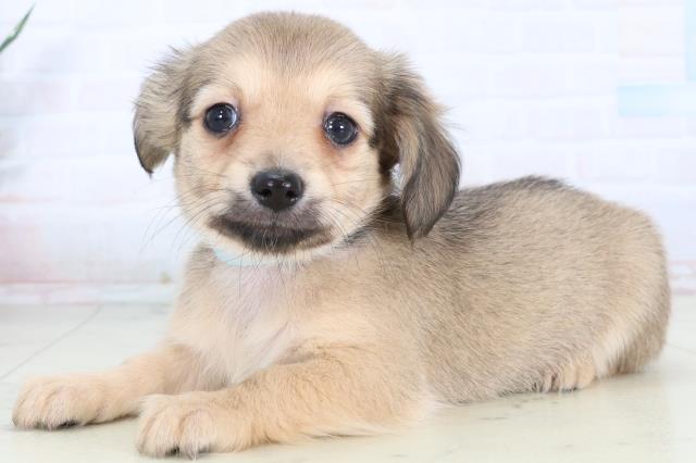 佐賀県のチワックス(チワワ×ダックス) (Coo&RIKU佐賀神埼店/2026年2月10日生まれ/男の子/フォーン)の子犬の3枚目の画像