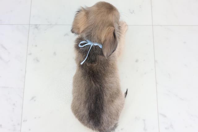 佐賀県のチワックス(チワワ×ダックス) (Coo&RIKU佐賀神埼店/2026年2月10日生まれ/男の子/フォーン)の子犬の4枚目の画像