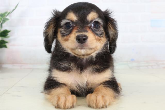 福岡県のチワックス(チワワ×ダックス) (Coo&RIKUゆめタウン飯塚店/2026年2月10日生まれ/女の子/ブラックタン)の子犬の1枚目の画像