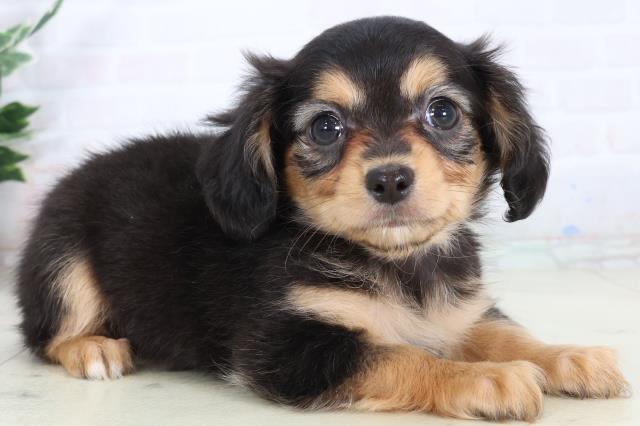 福岡県のチワックス(チワワ×ダックス) (Coo&RIKUゆめタウン飯塚店/2026年2月10日生まれ/女の子/ブラックタン)の子犬の2枚目の画像