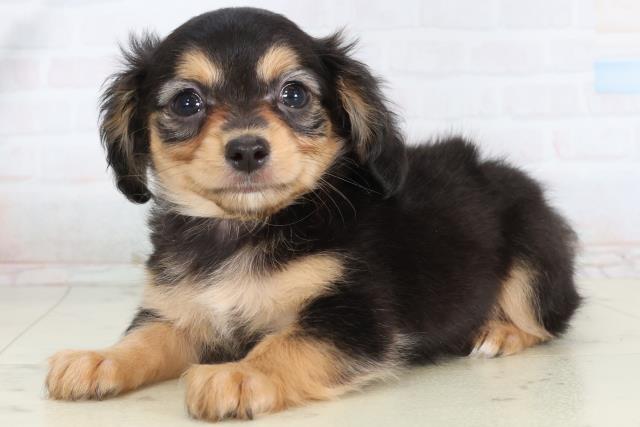 福岡県のチワックス(チワワ×ダックス) (Coo&RIKUゆめタウン飯塚店/2026年2月10日生まれ/女の子/ブラックタン)の子犬の3枚目の画像