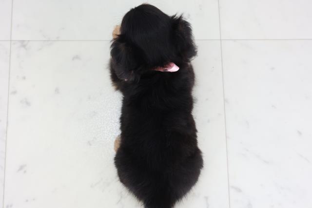 福岡県のチワックス(チワワ×ダックス) (Coo&RIKUゆめタウン飯塚店/2026年2月10日生まれ/女の子/ブラックタン)の子犬の4枚目の画像