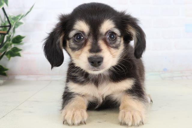 栃木県のチワックス(チワワ×ダックス) (Coo&RIKU宇都宮店/2026年2月10日生まれ/女の子/ブラッククリーム)の子犬の1枚目の画像