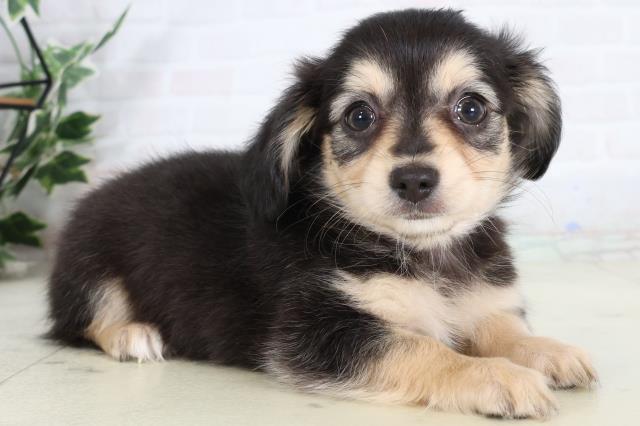 栃木県のチワックス(チワワ×ダックス) (Coo&RIKU宇都宮店/2026年2月10日生まれ/女の子/ブラッククリーム)の子犬の2枚目の画像