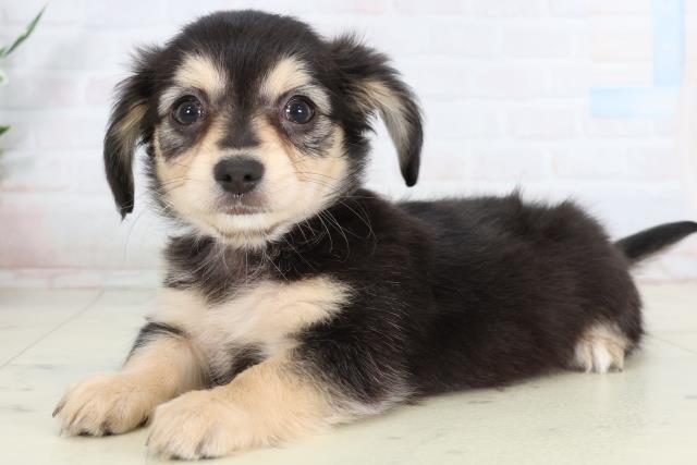 栃木県のチワックス(チワワ×ダックス) (Coo&RIKU宇都宮店/2026年2月10日生まれ/女の子/ブラッククリーム)の子犬の3枚目の画像