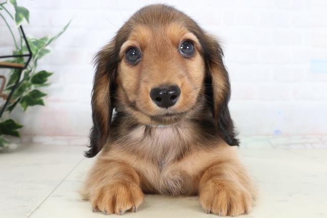 福岡県のカニンヘンダックスフンド(ロング) (Coo&RIKU小倉店/2026年2月2日生まれ/男の子/レッド)の子犬の1枚目の画像