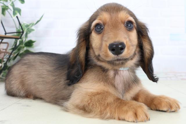 福岡県のカニンヘンダックスフンド(ロング) (Coo&RIKU小倉店/2026年2月2日生まれ/男の子/レッド)の子犬の2枚目の画像