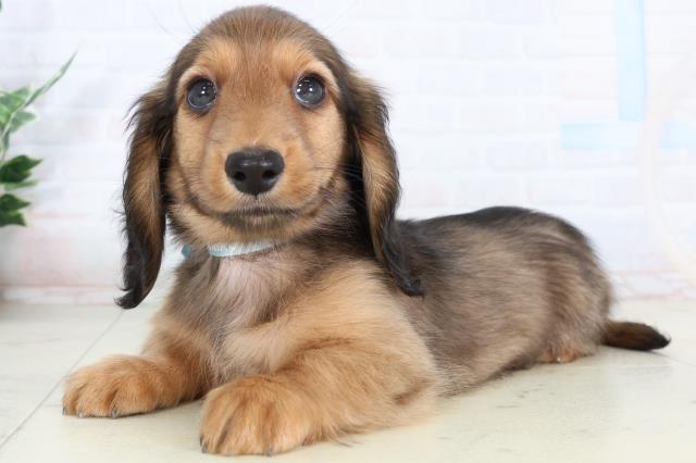 福岡県のカニンヘンダックスフンド(ロング) (Coo&RIKU小倉店/2026年2月2日生まれ/男の子/レッド)の子犬の3枚目の画像