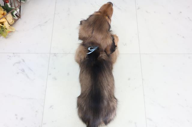 福岡県のカニンヘンダックスフンド(ロング) (Coo&RIKU小倉店/2026年2月2日生まれ/男の子/レッド)の子犬の4枚目の画像