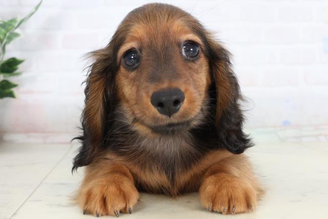 長崎県のカニンヘンダックスフンド(ロング) (Coo&RIKU長崎浜町店/2026年2月2日生まれ/男の子/レッド)の子犬の1枚目の画像