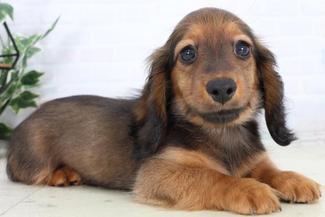 長崎県のカニンヘンダックスフンド(ロング) (Coo&RIKU長崎浜町店/2026年2月2日生まれ/男の子/レッド)の子犬の2枚目の画像