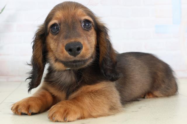 長崎県のカニンヘンダックスフンド(ロング) (Coo&RIKU長崎浜町店/2026年2月2日生まれ/男の子/レッド)の子犬の3枚目の画像