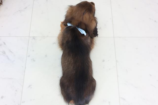 長崎県のカニンヘンダックスフンド(ロング) (Coo&RIKU長崎浜町店/2026年2月2日生まれ/男の子/レッド)の子犬の4枚目の画像