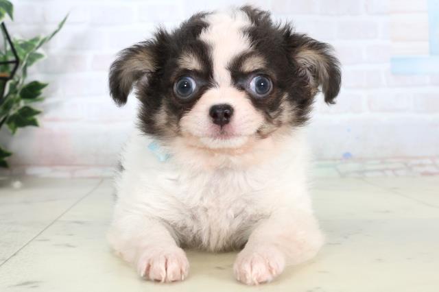 福岡県のチワワ(ロング) (Coo&RIKU黒崎店/2026年2月5日生まれ/男の子/ホワイトブルークリーム)の子犬の1枚目の画像