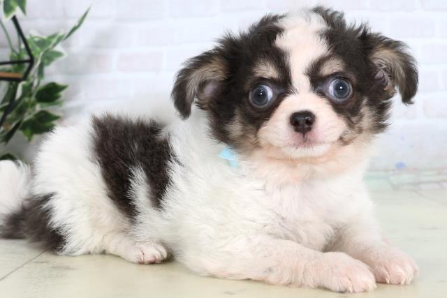 福岡県のチワワ(ロング) (Coo&RIKU黒崎店/2026年2月5日生まれ/男の子/ホワイトブルークリーム)の子犬の2枚目の画像