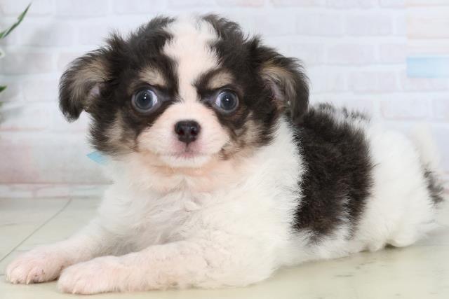 福岡県のチワワ(ロング) (Coo&RIKU黒崎店/2026年2月5日生まれ/男の子/ホワイトブルークリーム)の子犬の3枚目の画像