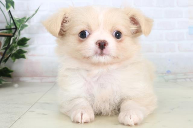 チワワ（ロングコート）