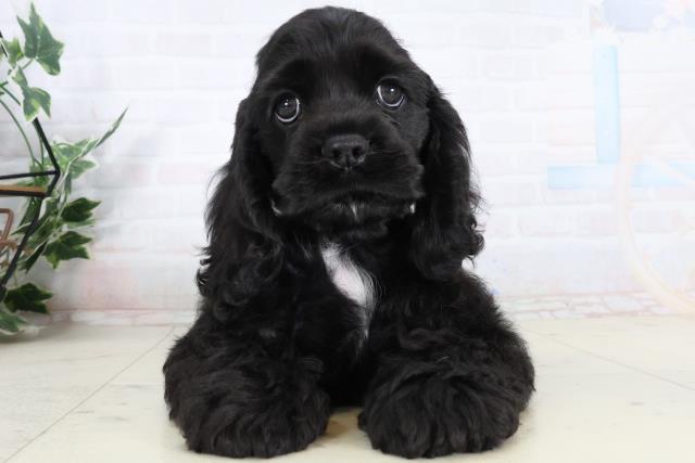 福岡県のアメリカンコッカースパニエル (Coo&RIKUゆめタウン飯塚店/2026年2月5日生まれ/女の子/ブラック)の子犬の1枚目の画像