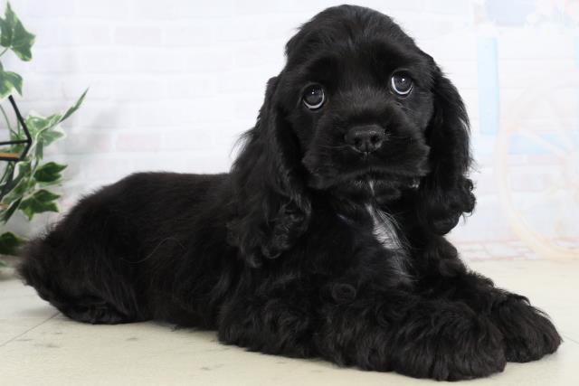 福岡県のアメリカンコッカースパニエル (Coo&RIKUゆめタウン飯塚店/2026年2月5日生まれ/女の子/ブラック)の子犬の2枚目の画像