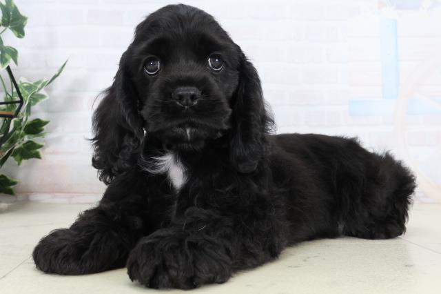 福岡県のアメリカンコッカースパニエル (Coo&RIKUゆめタウン飯塚店/2026年2月5日生まれ/女の子/ブラック)の子犬の3枚目の画像