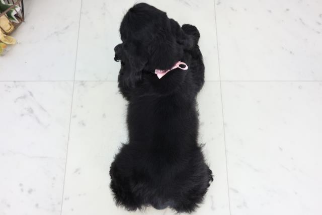 福岡県のアメリカンコッカースパニエル (Coo&RIKUゆめタウン飯塚店/2026年2月5日生まれ/女の子/ブラック)の子犬の4枚目の画像