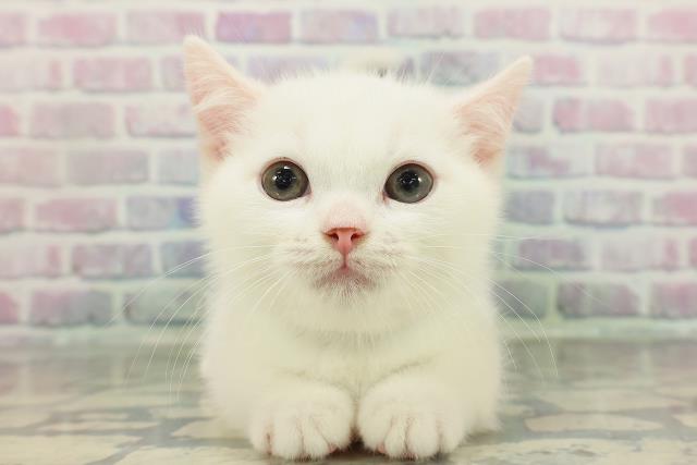 千葉県のマンチカン (Coo&RIKUフレスポ稲毛店/2026年2月2日生まれ/男の子/ホワイト)の子猫の1枚目の画像