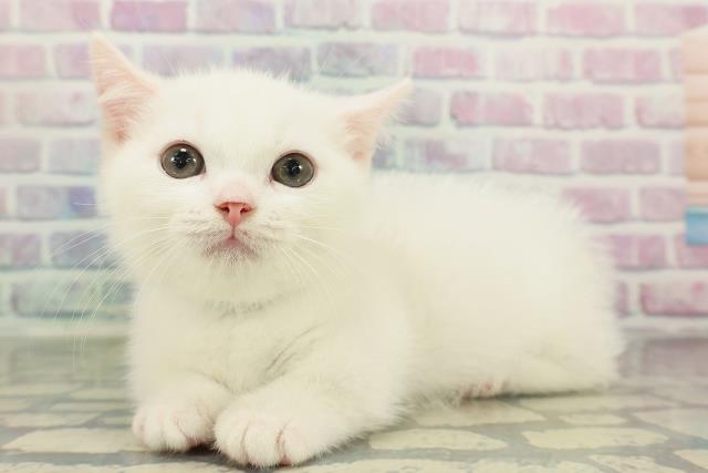 千葉県のマンチカン (Coo&RIKUフレスポ稲毛店/2026年2月2日生まれ/男の子/ホワイト)の子猫の2枚目の画像