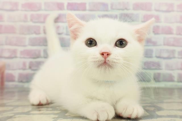 千葉県のマンチカン (Coo&RIKUフレスポ稲毛店/2026年2月2日生まれ/男の子/ホワイト)の子猫の3枚目の画像