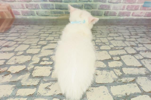 千葉県のマンチカン (Coo&RIKUフレスポ稲毛店/2026年2月2日生まれ/男の子/ホワイト)の子猫の4枚目の画像