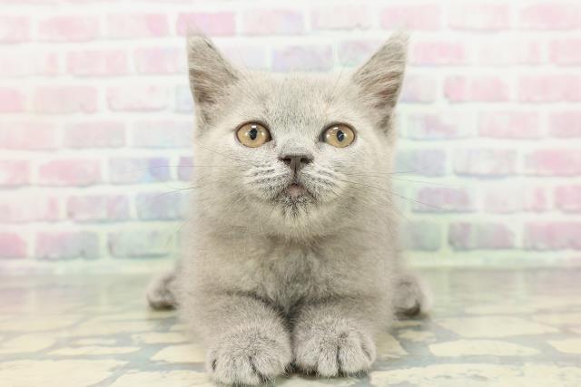 茨城県のブリティッシュショートヘアー (Coo&RIKU水戸店/2026年1月30日生まれ/女の子/ブルークリーム)の子猫の1枚目の画像