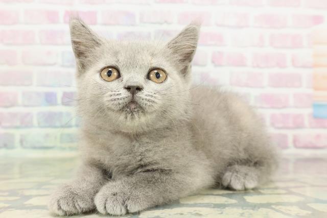 茨城県のブリティッシュショートヘアー (Coo&RIKU水戸店/2026年1月30日生まれ/女の子/ブルークリーム)の子猫の2枚目の画像