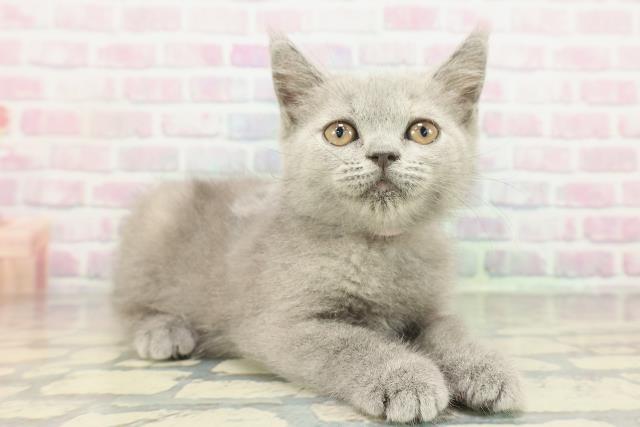 茨城県のブリティッシュショートヘアー (Coo&RIKU水戸店/2026年1月30日生まれ/女の子/ブルークリーム)の子猫の3枚目の画像