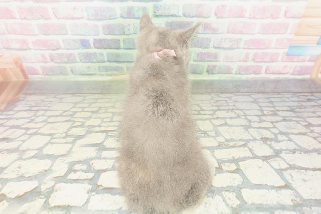 茨城県のブリティッシュショートヘアー (Coo&RIKU水戸店/2026年1月30日生まれ/女の子/ブルークリーム)の子猫の4枚目の画像