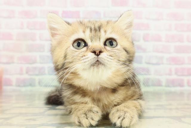 茨城県のミヌエット (Coo&RIKU水戸店/2026年1月31日生まれ/女の子/ブラウンタビー)の子猫の1枚目の画像