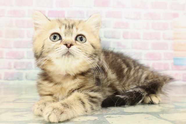 茨城県のミヌエット (Coo&RIKU水戸店/2026年1月31日生まれ/女の子/ブラウンタビー)の子猫の2枚目の画像