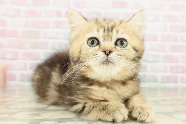 茨城県のミヌエット (Coo&RIKU水戸店/2026年1月31日生まれ/女の子/ブラウンタビー)の子猫の3枚目の画像