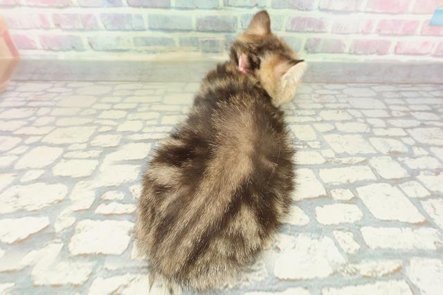 茨城県のミヌエット (Coo&RIKU水戸店/2026年1月31日生まれ/女の子/ブラウンタビー)の子猫の4枚目の画像