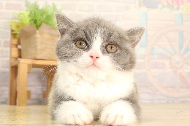 静岡県のブリティッシュショートヘアー (Coo&RIKU静岡SBS通り店/2026年2月10日生まれ/女の子/ブルーホワイト)の子猫