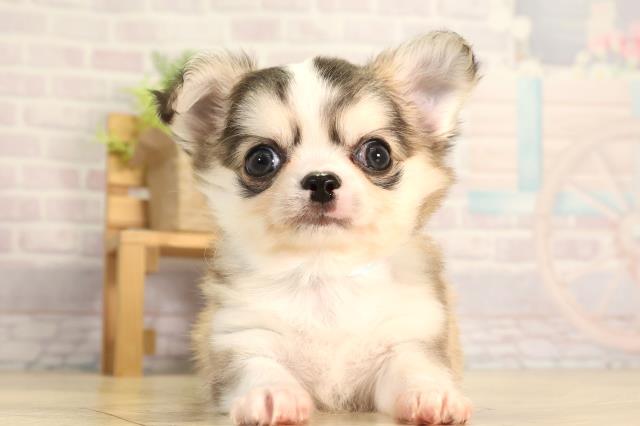 静岡県のチワワ(ロング) (Coo&RIKU静岡SBS通り店/2026年2月9日生まれ/男の子/セーブルホワイト)の子犬