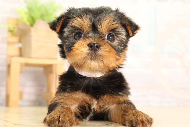 岐阜県のヨークシャーテリア (Coo&RIKU岐南店/2026年2月8日生まれ/女の子/スチールブルータン)の子犬の1枚目の画像