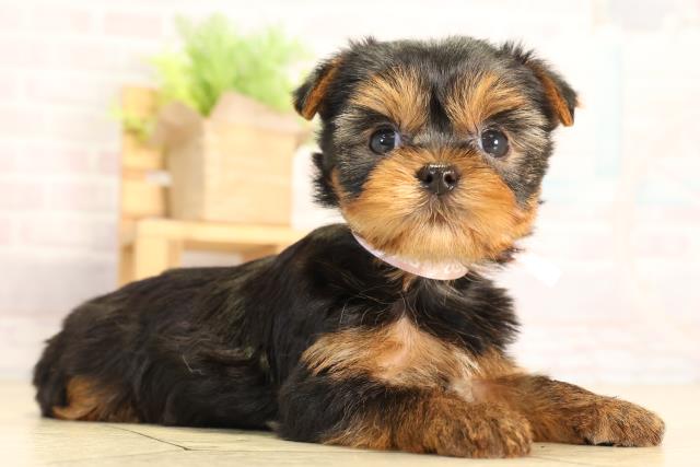 岐阜県のヨークシャーテリア (Coo&RIKU岐南店/2026年2月8日生まれ/女の子/スチールブルータン)の子犬の2枚目の画像