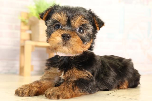 岐阜県のヨークシャーテリア (Coo&RIKU岐南店/2026年2月8日生まれ/女の子/スチールブルータン)の子犬の3枚目の画像