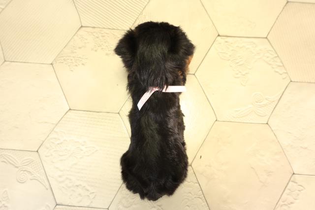 岐阜県のヨークシャーテリア (Coo&RIKU岐南店/2026年2月8日生まれ/女の子/スチールブルータン)の子犬の4枚目の画像