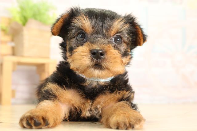 岐阜県のヨークシャーテリア (Coo&RIKU各務原店/2026年2月8日生まれ/男の子/スチールブルータン)の子犬