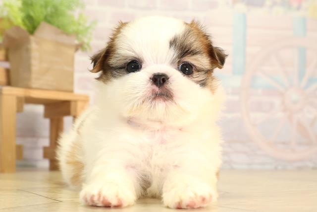 岐阜県のマルズー/マルシーズ(マルチーズ×シーズー) (Coo&RIKU岐阜店/2026年2月10日生まれ/女の子/ゴールドホワイト)の子犬