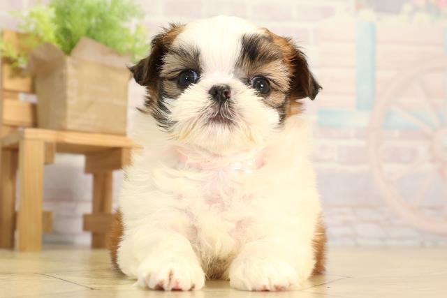 静岡県のマルズー/マルシーズ(マルチーズ×シーズー) (Coo&RIKU藤枝店/2026年2月10日生まれ/女の子/ゴールドホワイト)の子犬